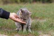 His Neighbor’s Cat Kept Coming Over, So He Started Feeding It And Letting It Inside, But Now He Wants To Adopt It