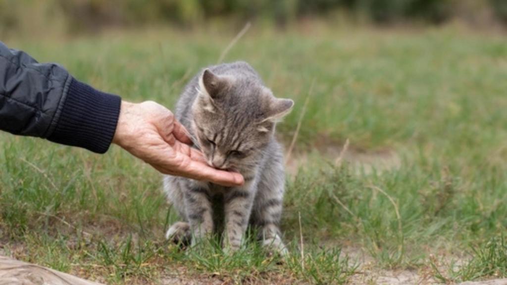 Feeding a stray cat