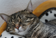 Adult Son Cares For The Elderly Family Cat While His Parents Are Away For A Month – But Now They’ve Returned, They’ve Decided They’re Not Going To Pay Him The Agreed Amount After All