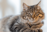 A Guy Couldn’t Handle That His Cat Preferred His Roommate—So He Tried to Control Both of Them Instead