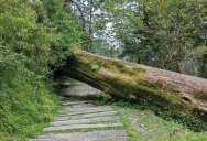 Customer Expects Propane Tank Technician To Cut Down A Fallen Tree, But He’s Quick To Explain That’s Not His Job