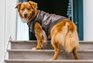 She Works Hard to Keep Her Dog From Bothering Her Upstairs Neighbor. He Lets His Dog Pee on the Shared Stairs