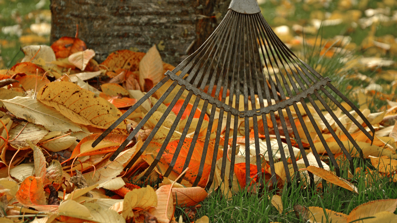 Kids Were Raking Leaves in Their Own Yard—Until They Caught a Hostile Neighbor Taking Photos of Them A rake and leaves