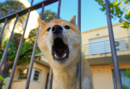 Her Dog Can’t Even Step Outside Without The Neighbor’s Dog Barking Nonstop, But They Refuse To Do Anything About It