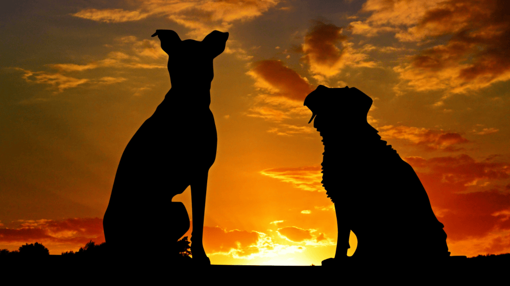 Two dogs at sunset