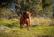 Her Neighbor’s Tiny Dog Barks Constantly, But She Had The Nerve To Criticize Her Neighbor’s Well-Behaved Large Dog