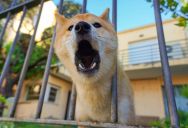 They Moved To Escape Their Neighbor’s Loud Dog, But Their New Neighbors Had A Barking Dog Of Their Own