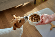 Dog Owner Asked His Roommate To Stop Feeding His Dog, But The Meals Keep Disrupting Their Special Routine