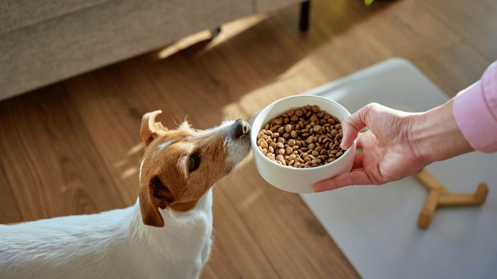 Dog Owner Asked His Roommate To Stop Feeding His Dog, But The Meals Keep Disrupting Their Special Routine Person feeding the dog