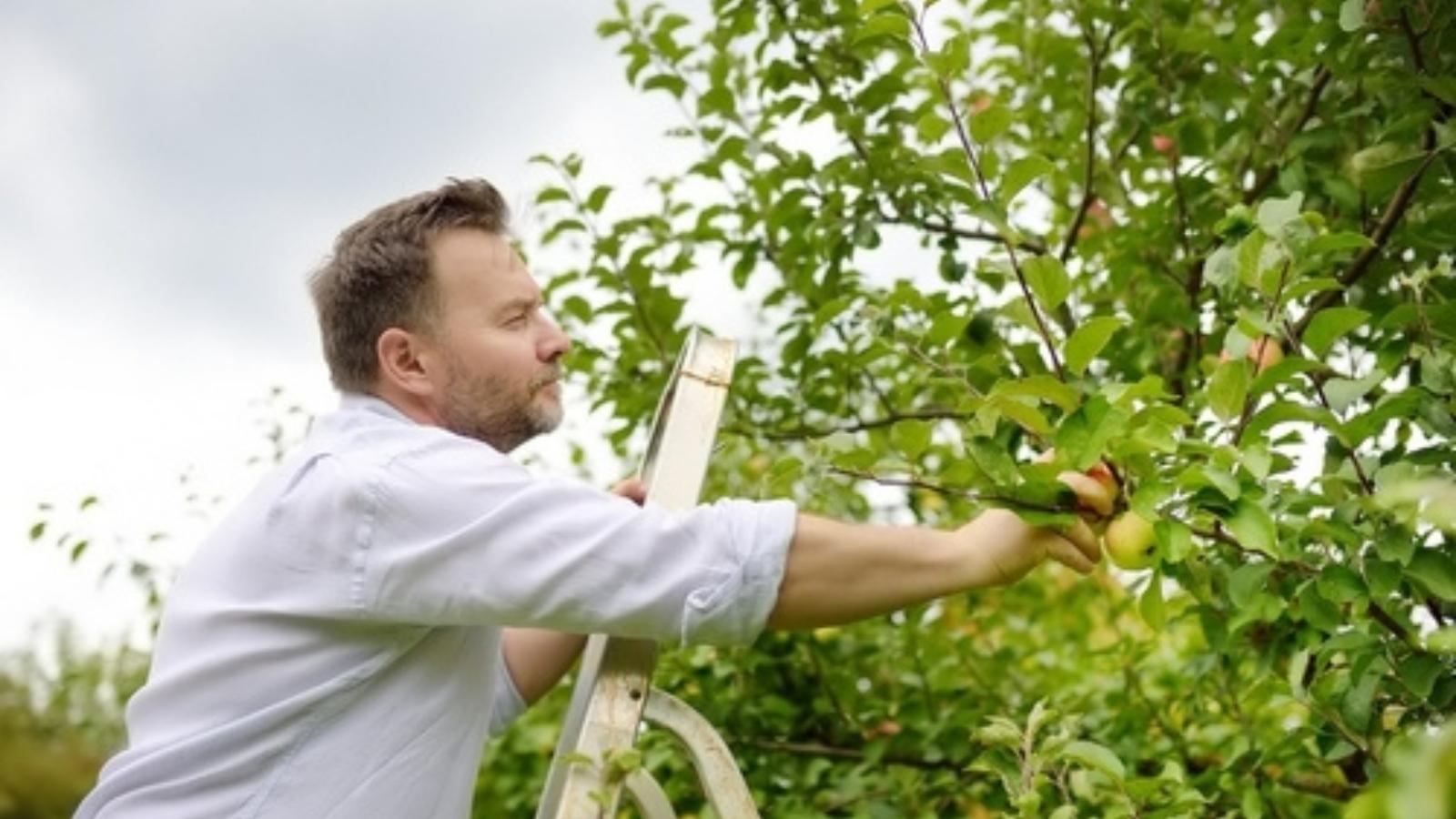 He Only Showed Up When the Fruit Trees Bloomed—Until Three Years of Frustration Erupted Man picking fruit