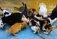 Her Neighbor’s Unfixed Cats Kept Breeding Strays—Until She Called Animal Control and Met a Wall of Direct Lies