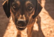 She Was Walking Her Calm Dog When A Passerby With A Reactive Dog Gave Her An Earful For Not Moving Out Of The Way
