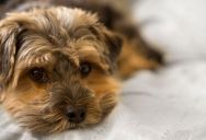 A Roommate Demanded Compensation for Fixing a Faucet After Being Told to Keep Her Dog Out of a Bedroom—Sparking an Absurd Household Stand-Off