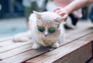 A Woman Asks A Pet Content Creator To Stop Sending Posts To Her DMs, But They Take It Personally And Unfollow Her