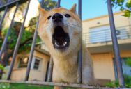 A Woman Can’t Enjoy Her Own Home Because Her Neighbor’s Dog Barks Constantly, But The Owners Refuse To Bring It Inside