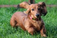 She Can’t Enjoy Her Own Yard Because Her Neighbors’ Dogs Keep Charging The Fence, And Now Even Her Own Dog Is Too Anxious To Relax