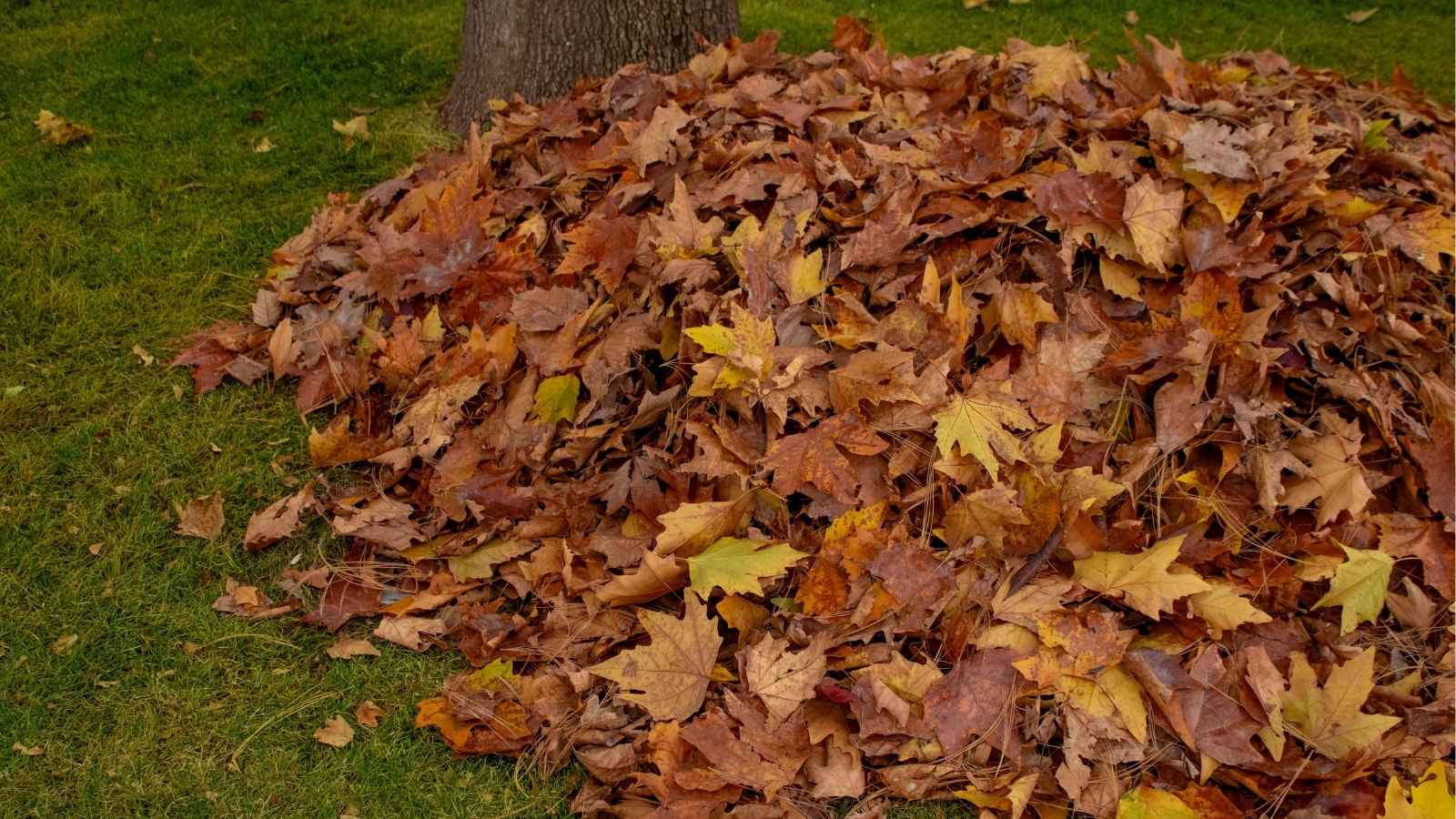 Woman Is At Her Wits' End After Six Years Of Daily Leaf Blower Noise, But Her Neighbor Says It's Necessary For A Neat Yard