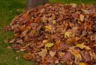 Woman Is At Her Wits’ End After Six Years Of Daily Leaf Blower Noise, But Her Neighbor Says It’s Necessary For A Neat Yard