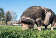 An Ohio Man Can’t Escape the Odor of His Neighbors’ Pig Anywhere on His Seven Acres—And Every Call for Help Has Made the Situation Worse