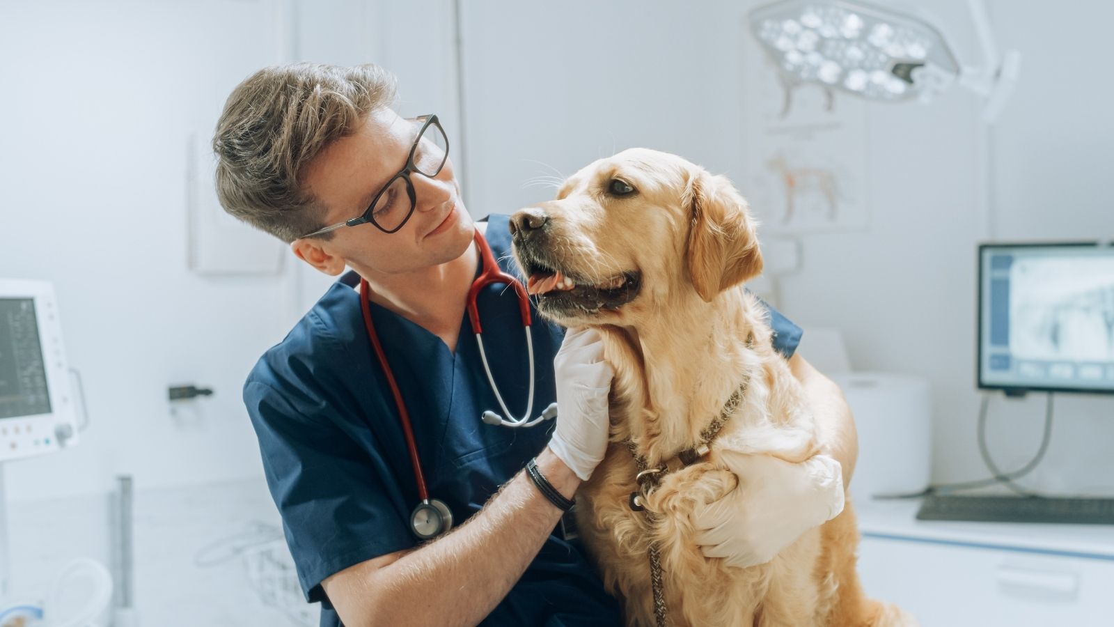 He Refers To Cats And Dogs As They Instead Of He Or She, But His Supervisor Has A Problem With It male veterinarian looking at a dog