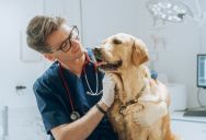 He Refers To Cats And Dogs As “They” Instead Of “He” Or “She,” But His Supervisor Has A Problem With It