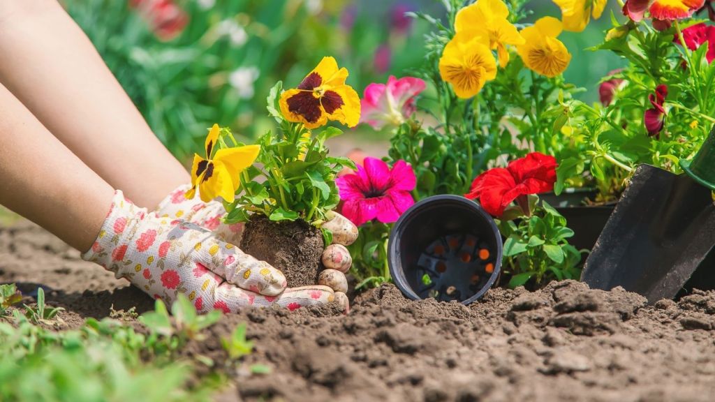 planting flowers in a garden