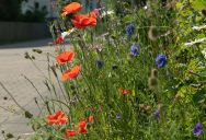 Her Neighbor Reported Her Wildflower Lawn to the County—So She Transformed It into an Official Certified Wildlife Habitat