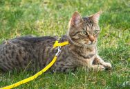 A Stray Cat Slowly Became Part Of The Family, But Their HOA Says He Has To Be On A Leash Whenever He Goes Outside