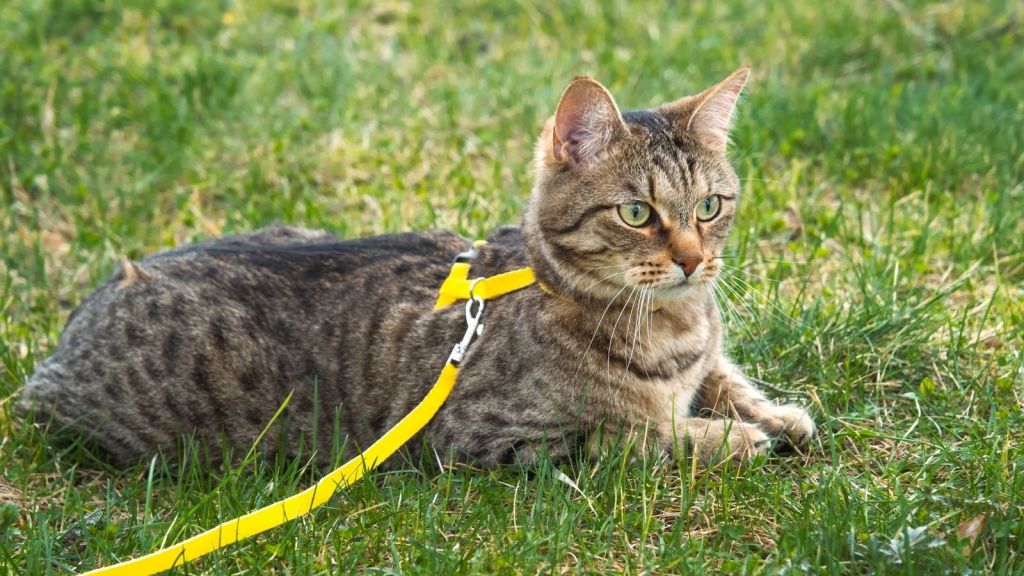 cat with a yellow leash