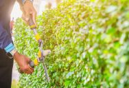 Her Beautiful Gardens Drew City Complaints, So She Had To Get Them Approved By Nature Conservation To Be Left Alone