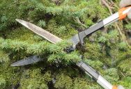 His HOA President Gave Him One Week To Trim A Tree In His Yard, So He Trimmed Exactly What Was Required — Not An Inch More