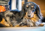 A Military Veteran Tried to Train a “Highly Untrainable” Rescue Dog—And Discovered Battlefield Discipline Doesn’t Work on Canine Trauma