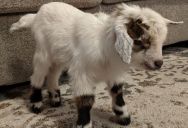 Their HOA Doesn’t Know About The Goat — The Couple Told Them It Was A Dog