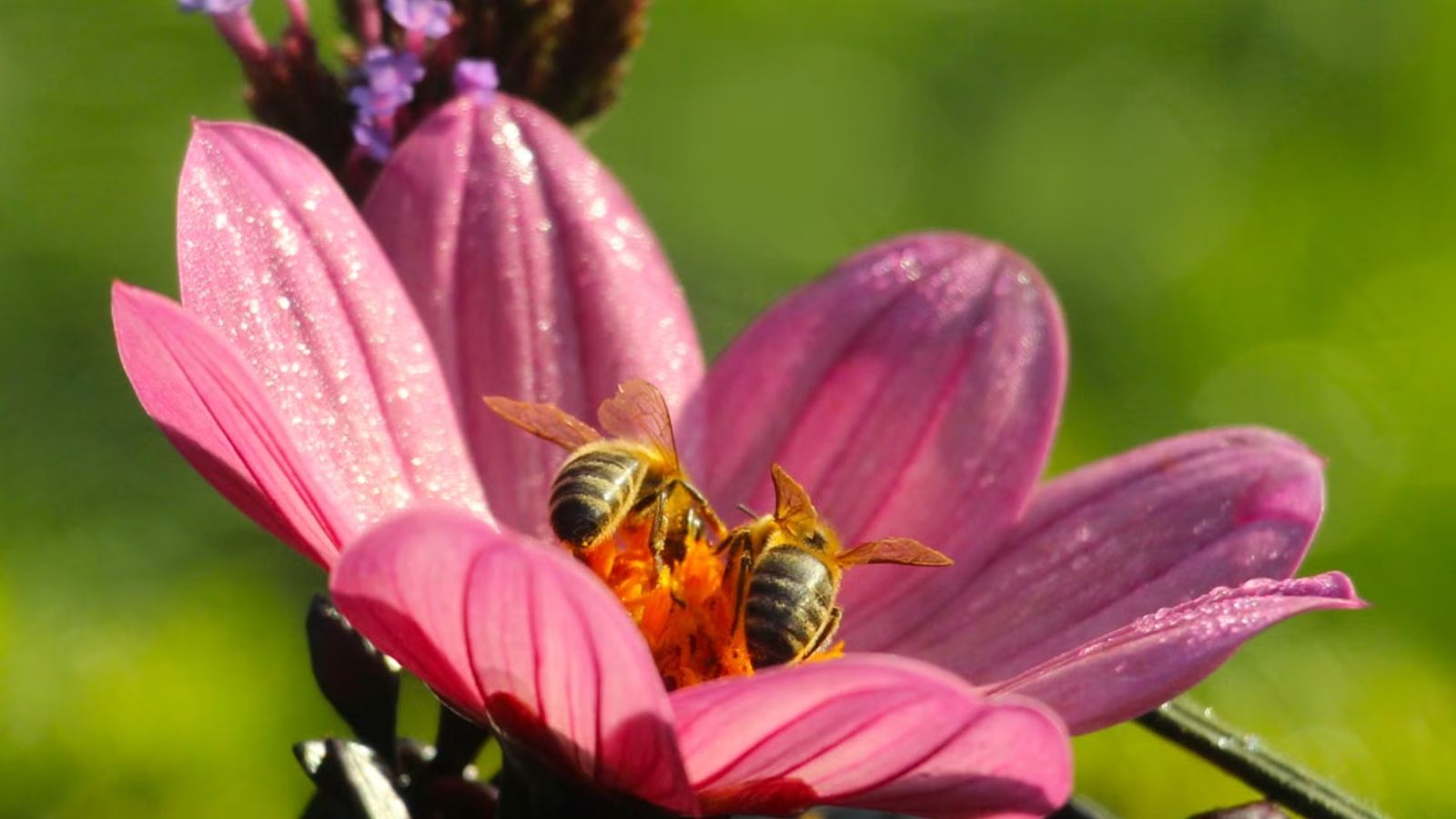 He Transformed His Yard into a Native Pollinator Sanctuary—Then His Neighbors Demanded He Exterminate the Bumblebees Visiting Their Lawn Close-up of bees gathering nectar from a pink flower on a sunny day
