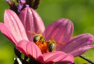 He Transformed His Yard into a Native Pollinator Sanctuary—Then His Neighbors Demanded He Exterminate the Bumblebees Visiting Their Lawn