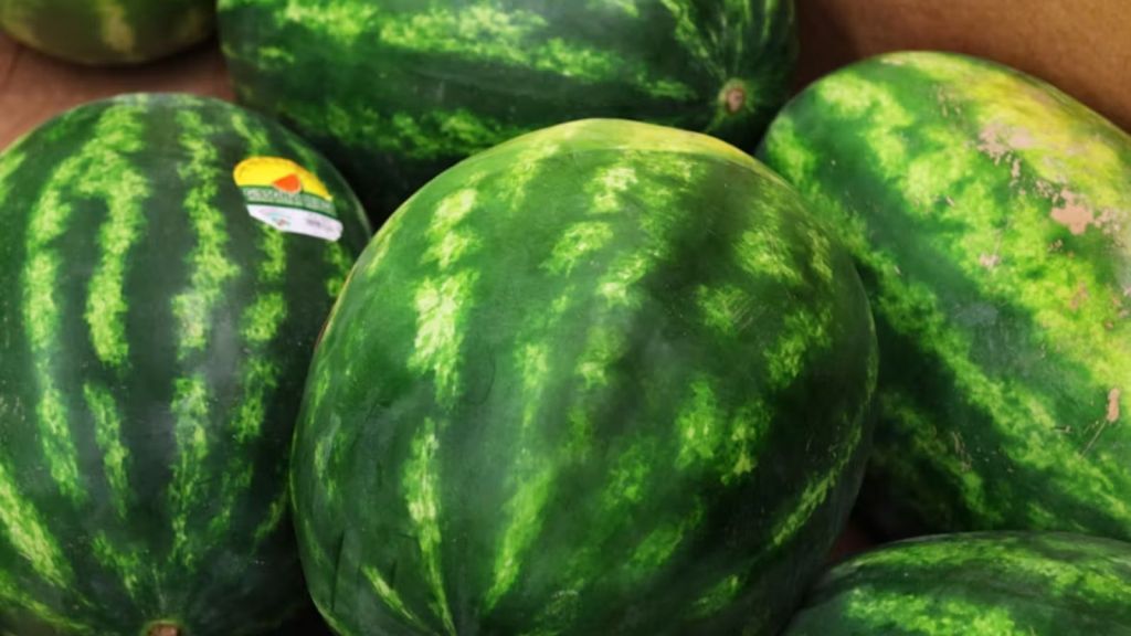 Fresh and ripe watermelons in a crate
