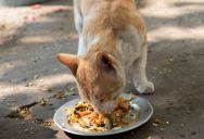 Man Always Feeds The Neighborhood Cat, But His Nephew Accidentally Scared The Cat Away