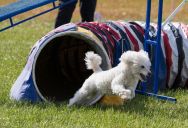 An HOA’s Annual Neighborhood Dog Competition Descended Into Absolute Chaos After One Aggressive Poodle Ruined the Entire Event