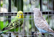 Young Woman Ended Up Responsible For Her Brother’s Birds, But Repeated Problems With The Cats Climbing Their Cage Pushed Her To Consider Rehoming Them