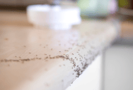 Tenant Was Told By Her Property Manager To Use Tape Against An Ant Problem, So She Followed The Advice And Covered Nearly Everything With It