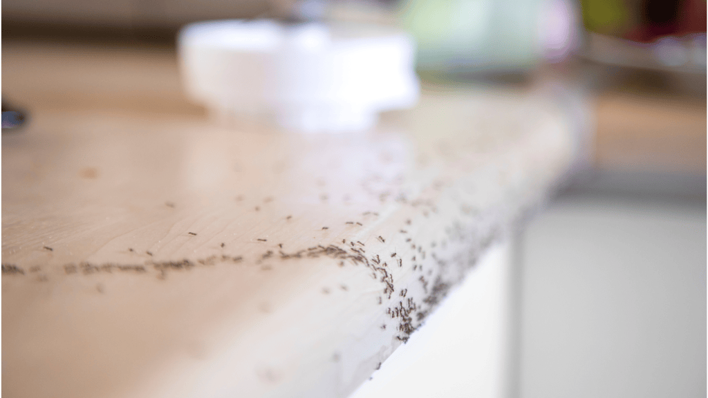 Tenant Was Told By Her Property Manager To Use Tape Against An Ant Problem, So She Followed The Advice And Covered Nearly Everything With It ants getting into home