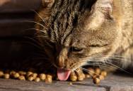 She Got Her Roommate’s Approval To Adopt A Kitten, But The Roommate Started Complaining Behind Her Back About The Kitten Eating Her Cat’s Food