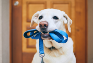 She Demanded a Dog Be Kicked Out of the Store—Until Staff Proved the Pup Belonged There
