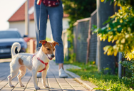 A Strange Pet Rule Sparked An HOA Standoff When A Homeowner Refused DNA Testing And The Board Wouldn’t Back Down