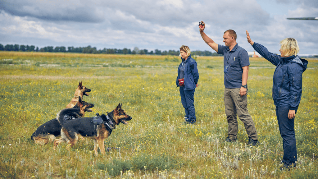 dogs being trained