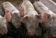 She Asked Officials To Change How Her Property Could Be Used, But After They Refused, A Pig Farm Became Her New Plan