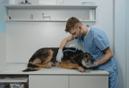 One Man’s Decision To Save His Dog Sparked A Relationship Fight When His Girlfriend Said He Should Have Used The Money For Her Family Instead
