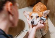 Her Aunt Keeps Asking Her to Groom a Dirty, Matted Dog. She Never Wants to Do It Again