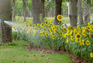 Homeowner Challenged An HOA Ban On Sunflowers, And A Lawyer’s Close Reading Of The Contract Uncovered A Loophole The Board Had Missed