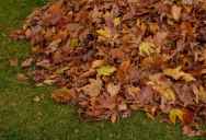 Neighbor Laughed When A Homeowner Asked Him To Blow Leaves Toward The Curb, So He Left Eight Bags In Front Of His House
